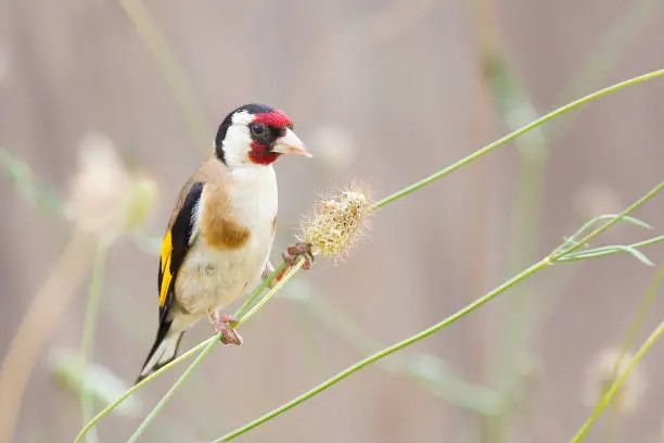 European goldfinch, Carduelis carduelis, Spain.