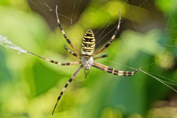 istock one large yellow striped argiope spider on a white web 1331335709