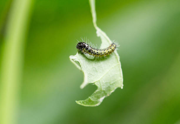 istock Close up of a cabbage white butterfly small caterpillar 1331336595