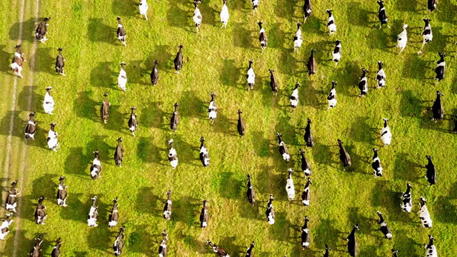 4k Aerial view from the drone of the herd of cows at green meadow near with river at sunset. The concept of animal husbandry, meat and the dairy industry in agriculture