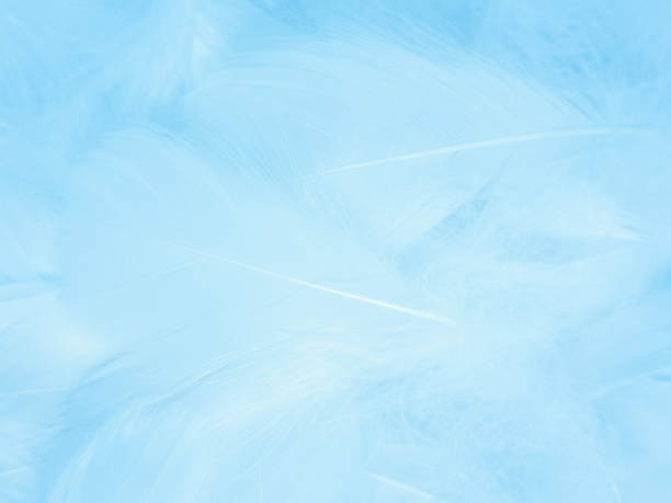 istock Beautiful abstract blue feathers on white background, white feather texture and blue background, feather wallpaper, blue texture banners, love theme, valentines day, light blue texture, white gradient 1331336891