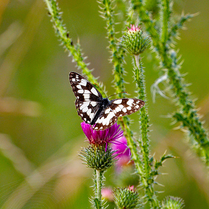 butterfly - Melanargia galathea