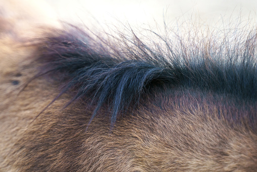 Close-up photograph of a horse's neck and section of mane