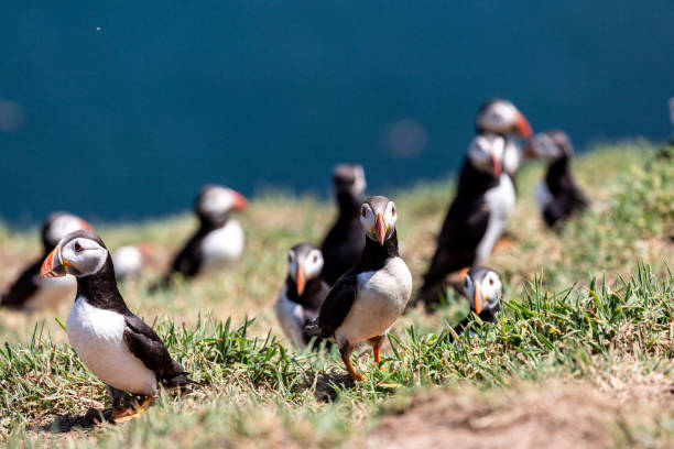 istock Puffins on Skomer Island on a sunny summers day 1331339007