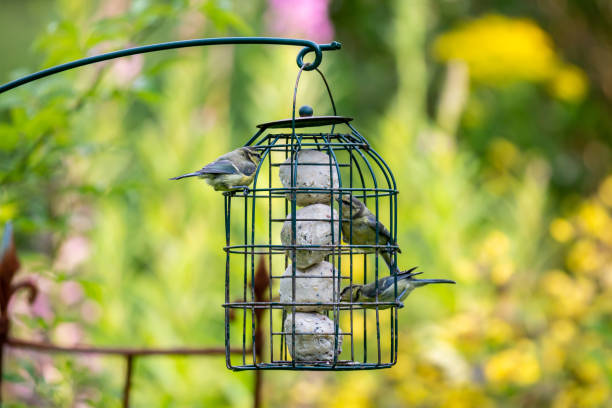 istock Juvenile Eurasian Blue Tits Perched on a Garden Bird Feeder 1331339011