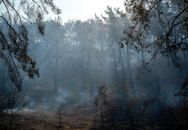 istock Forest fire in Manavgat, Antalya, Turkey 1331339271