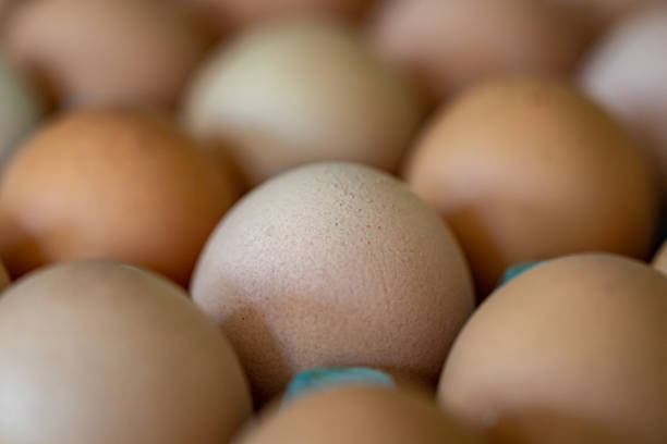 istock A Full Frame Photograph of Uncracked Eggs 1331339401