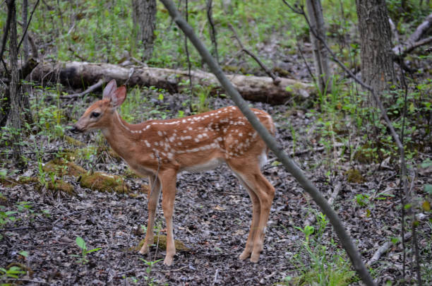 istock baby deer in the forest 1331339407