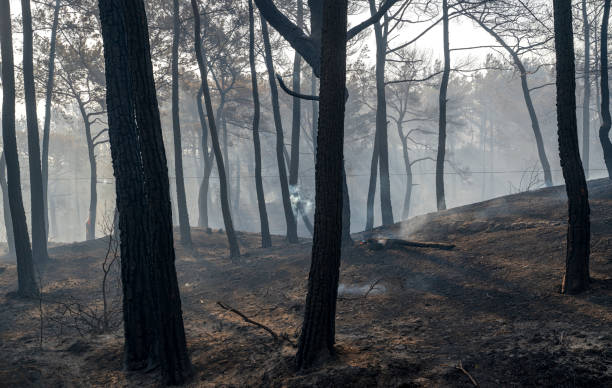 istock Forest fire in Manavgat, Antalya, Turkey 1331339433