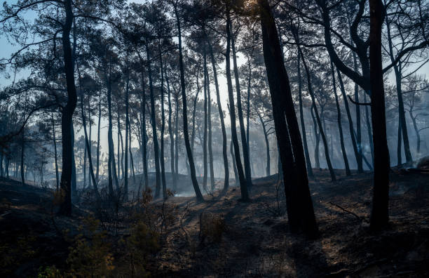 Forest fire in Manavgat, Antalya, Turkey Forest fire in Manavgat, Antalya, Turkey pine woodland stock pictures, royalty-free photos & images