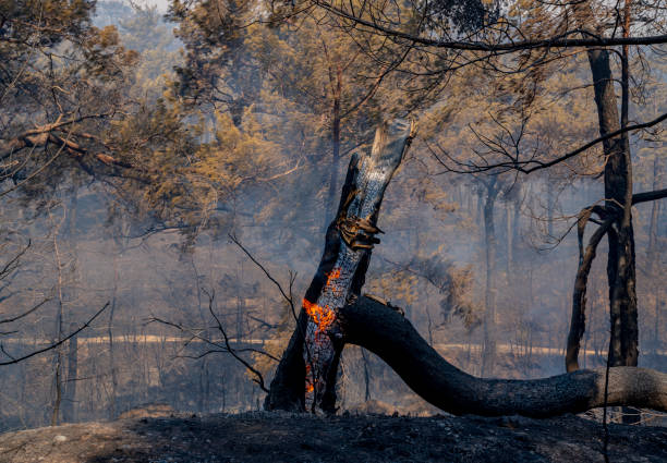 Forest fire in Manavgat, Antalya, Turkey