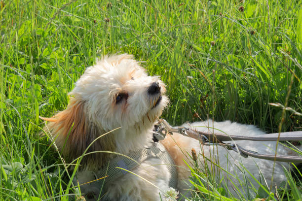 Carefree female Havanese dog in the green grass of a summer meadow. The dog on the lead keeps visual contact to its master. These breed of dog is named after the cuban capital Havana. Location: Upper Bavaria, Bavaria, Germany, Europe