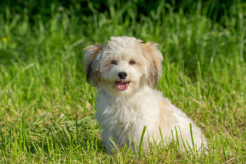 Happy female Havanese dog on a meadow, sunny summer afternoon, looks directly in your eyes. High green grasses in the background. These breed of dog is named after the cuban capital Havana. Location: Upper Bavaria, Bavaria, Germany, Europe