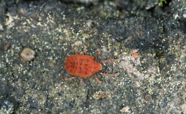 istock Mite, Calyptostomatidae on aspen wood 1331340348