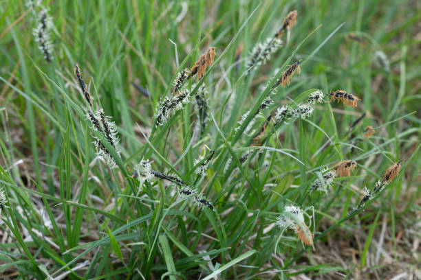 istock Sedge, Carex plants in natural environment 1331340350