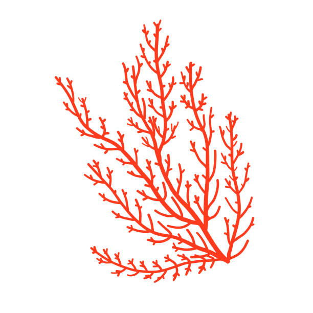 unterwasserriffe. korallenriffe. realistische illustration isoliert auf weißem hintergrund - coral colored stock-grafiken, -clipart, -cartoons und -symbole