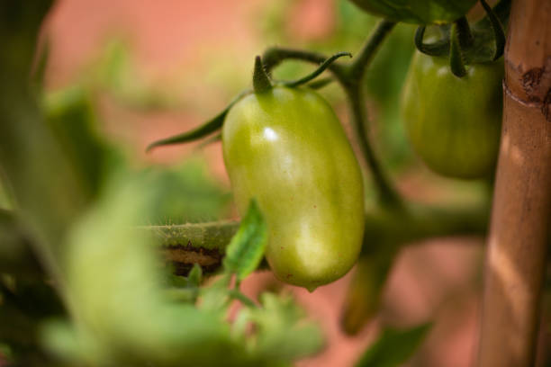 Close up of unripe teardrop tomatoes  Selective focus. Part of a garden series.