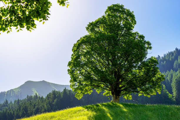 Single large maple tree in a meadow Single large maple tree in a meadow with a mountain landscape in the background, Kleinwalsertal, Riezlern, Austria kleinwalsertal stock pictures, royalty-free photos & images