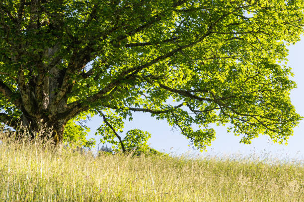 Single, old maple tree Single, old maple tree in the mountains, Kleinwalsertal, Riezlern, Austria kleinwalsertal stock pictures, royalty-free photos & images