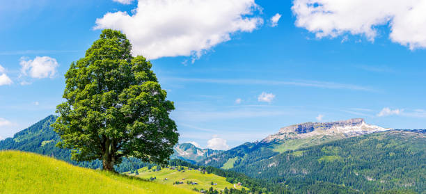 istock Single large maple tree in a meadow with a mountain landscape in the background 1331343627