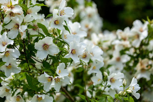 A Philadelphus Shrub, Commonly Known as a Mock Orange, in Full Bloom
