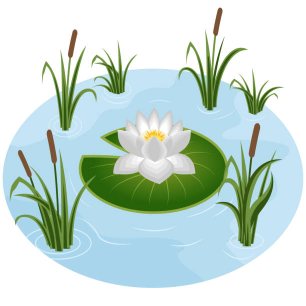 ilustrações, clipart, desenhos animados e ícones de lírio de água branca na lagoa - marsh swamp plant water lily