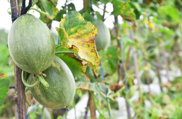 istock Honey melon fruit growth fresh on the tree at the field 1331345398