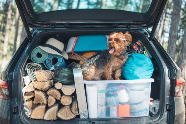 istock Cute terrier dog wearing sunglasses in a full trunk ready for camping 1331346284