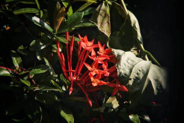 istock Ashoka flowers become fence plants 1331347660
