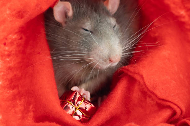 istock sly gray rat sits on a red background with a gift close-up 1331348200