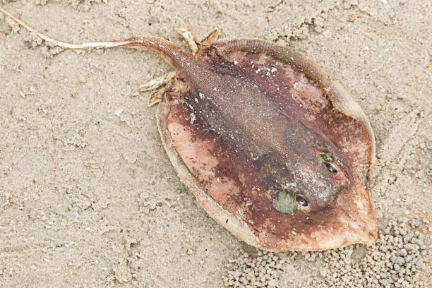 istock brown stingray with long tail spike in clear water on a sandy beach background 1331348304