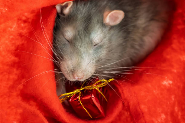 istock cute gray rats portrait with a gift in a bright wrapper on a red background 1331348350
