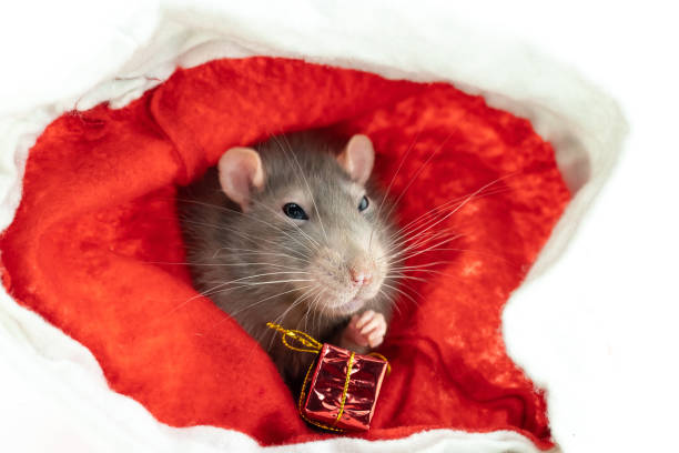 istock cute light gray rat sits with a gift on a red background 1331351991