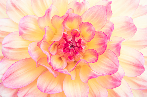 Close up of a beautiful pink dahlia flower. The flower is yellow and pink and is in the full frame. Flower background photo.