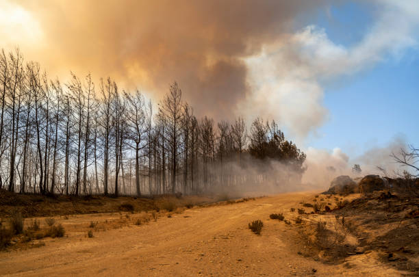 Forest fire in Manavgat, Antalya, Turkey