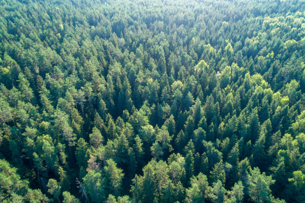 istock Summer warm sun light forest aerial view as summer background, view from above 1331353159