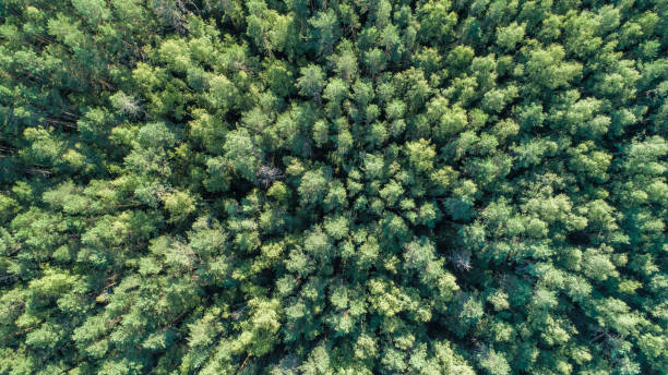 istock Summer warm sun light forest aerial view as summer background, view from above 1331353221