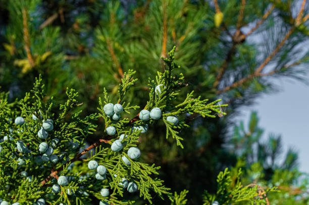 istock Juniper bunch with berries on garden 1331353236