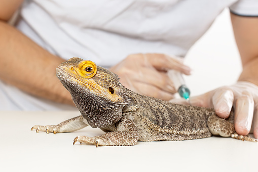 El médico veterinario herpetólogo hace una inoculación de inyección de jeringa de un dragón barbudo (lagarto Agama). photo