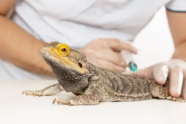 Photo of The doctor veterinarian herpetologist makes a syringe injection inoculation of a Bearded Dragon (Agama lizard).
