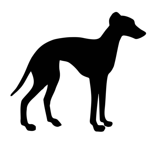 ベクトル手描きイタリアのグレイハウンド犬のシルエット - italian greyhound点のイラスト素材／クリップアート素材／マンガ素材／アイコン素材