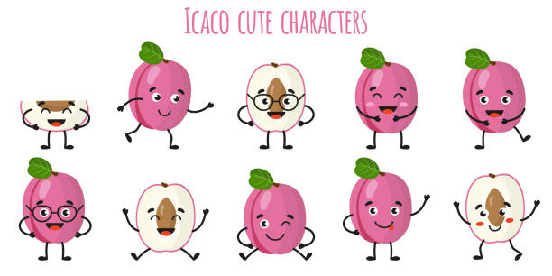 Icaco fruit cute funny cheerful characters with different poses and emotions. Icaco fruit cute funny cheerful characters with different poses and emotions. Natural vitamin antioxidant detox food collection. Vector cartoon isolated illustration. Children concept. chrysobalanaceae stock illustrations