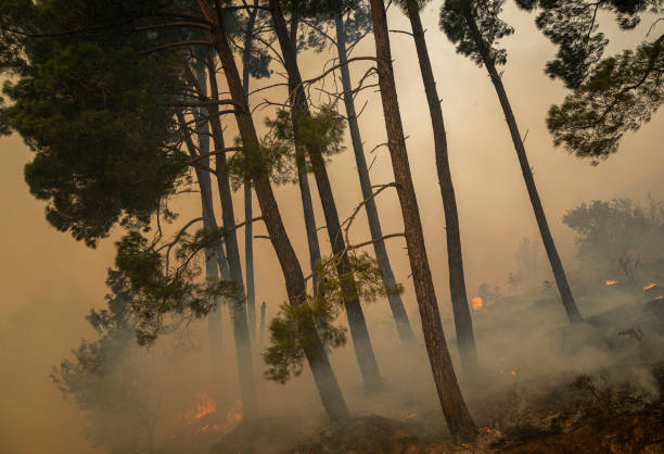 istock Forest fire in Manavgat, Antalya, Turkey 1331355871