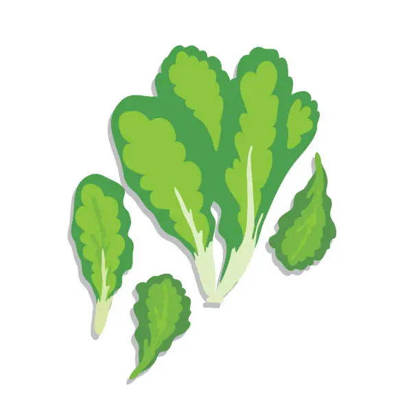 Vector illustration of Isolated Bok Choy