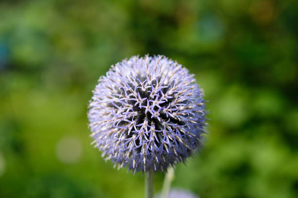 Echinops aka globe thistles, spiny foliage with blue or white spherical flower heads.