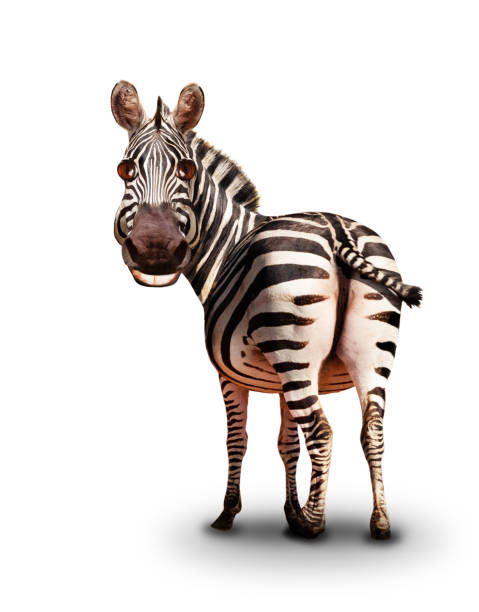 Funny smiling zebra looking back photo cartoon like illustration isolated on white