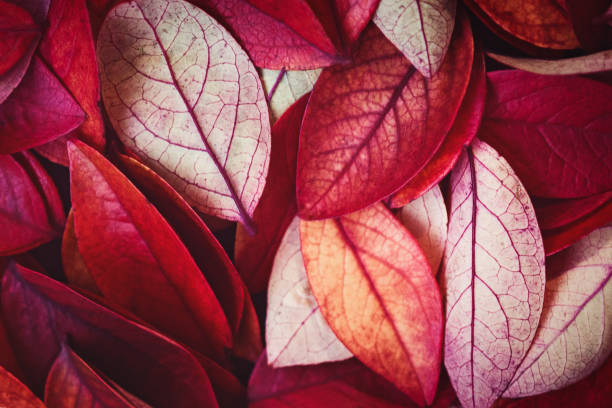 istock red leaves natural autumnal background 1331365648