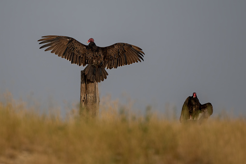 Two Vultures sitting on old fence posts in rural Montana in western USA. Nearest larger city is Billings, Montana. John Morrison - Photographer