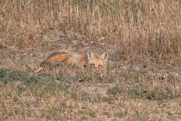 istock Red fox laying in grass hiding and looking at camera 1331367331