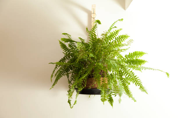 istock Fern hanging on the living room wall. 1331367411